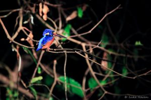 Sleeping kingfisher - night trek in the jungle